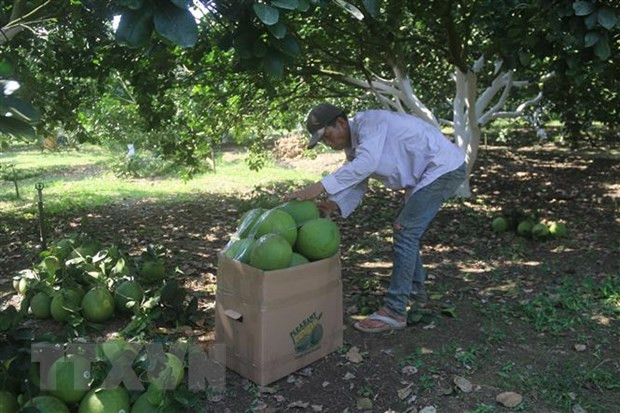 Four pomelo planting areas in Ba Ria-Vung Tau licensed to export pomelo to US ảnh 1