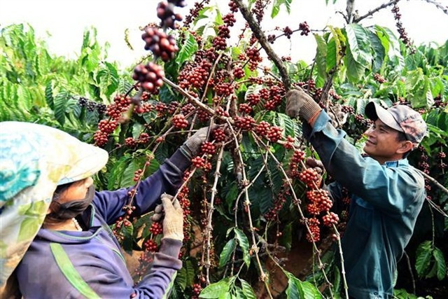 Coffee export faces pressure from global uncertainties after record year ảnh 1