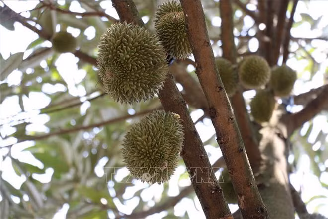 Binh Phuoc seeks solutions for sustainable durian cultivation ảnh 1
