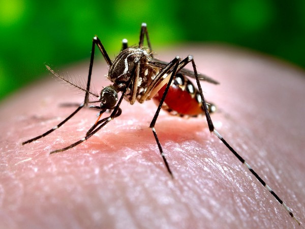 Dengue cases in Laos spike amid continuous rainfall ảnh 1