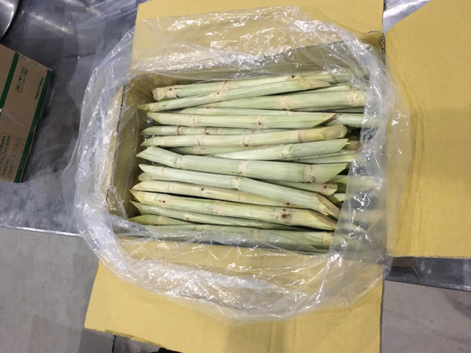 Second batch of fresh sugarcane to be shipped to US ảnh 1 Second batch of fresh sugarcane to be shipped to US ảnh 1