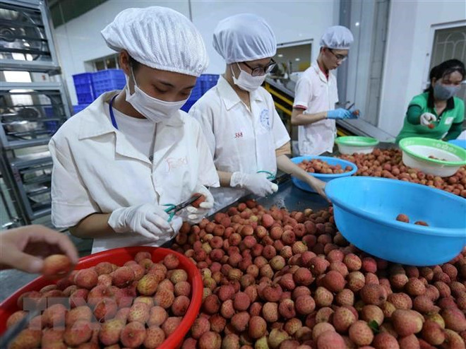 Austria a promising market for Vietnamese fruits: Experts ảnh 1
