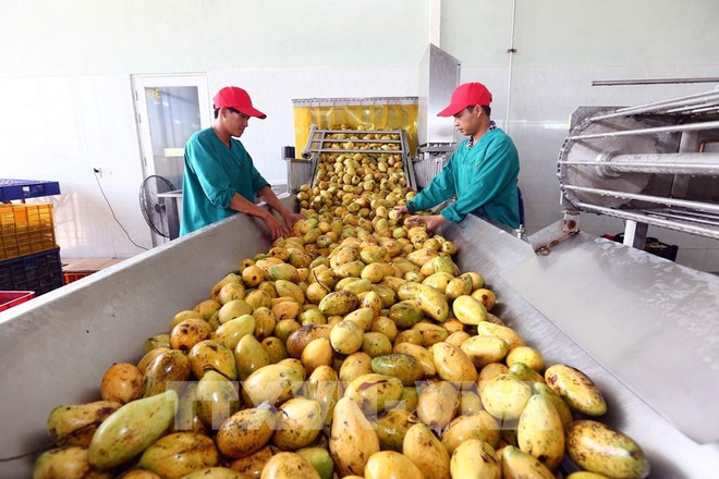 Three years into EVFTA: Vietnam’s agricultural exports grow impressively ảnh 2 Three years into EVFTA: Vietnam’s agricultural exports grow impressively ảnh 2