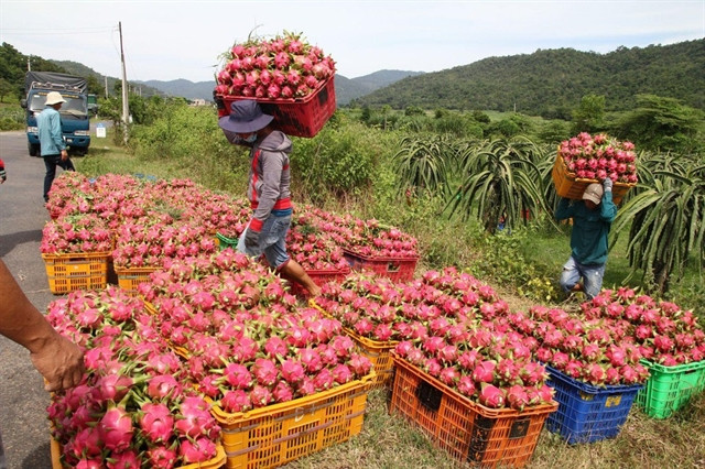 Vietnam to diversify dragon fruit markets ảnh 1 Vietnam to diversify dragon fruit markets ảnh 1