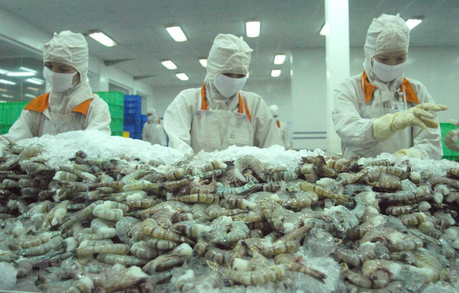 Shrimp remains Vietnam’s largest currency earner among fishery products ảnh 1
