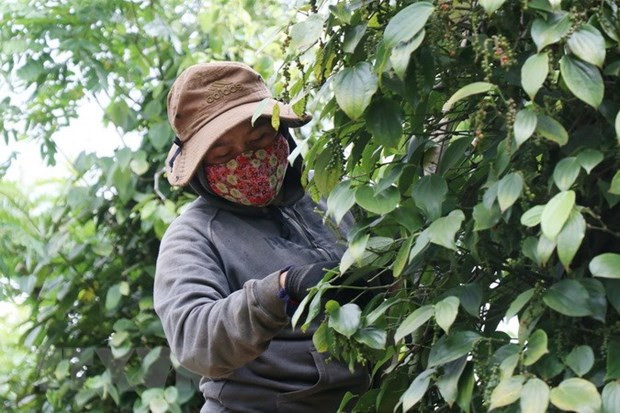 Pepper export revenue forecast to reach 1 bln USD this year ảnh 1
