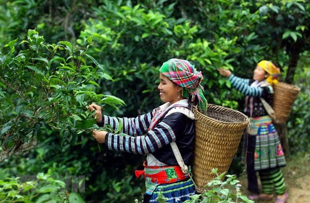 Vietnam wins big tea contract with Malaysian partner ảnh 1 Vietnam wins big tea contract with Malaysian partner ảnh 1