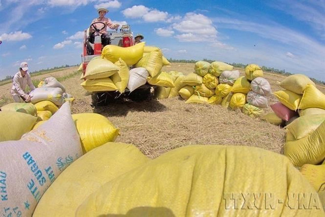 Can Tho company to export 15,000 tonnes of rice to RoK​ ảnh 1