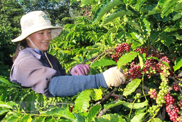 Coffee exports suffer strong drops ảnh 1