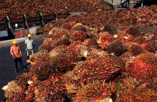 Malaysia plans to raise crude palm oil export tax ảnh 1 Malaysia plans to raise crude palm oil export tax ảnh 1