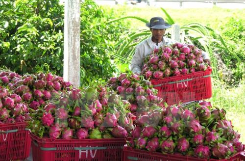 Australia approves in principle import of Vietnam’s dragon fruit ảnh 1 Australia approves in principle import of Vietnam’s dragon fruit ảnh 1