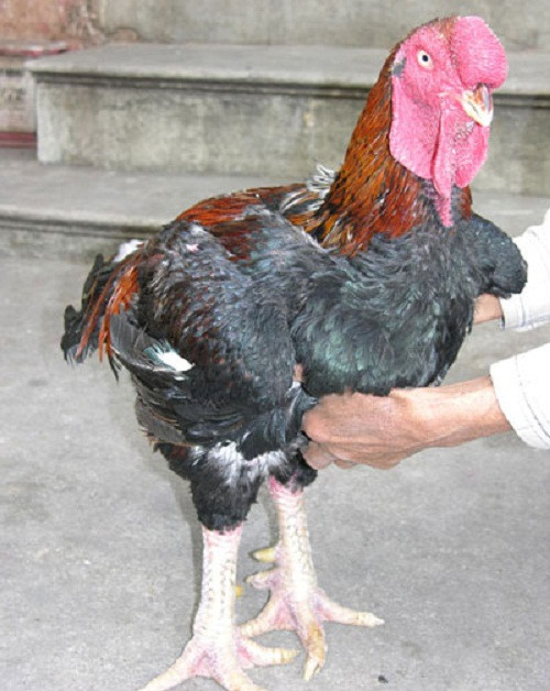 Bac Ninh: Ho chickens get collective brand name ảnh 1