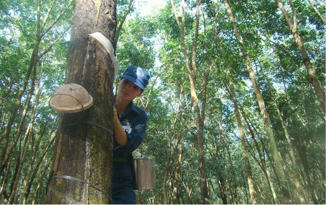 Deputy Minister: No extension for VRG divestment plan ảnh 1