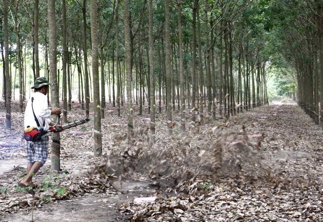 Rubber sector enjoys 51-percent profit growth in 2016 ảnh 1