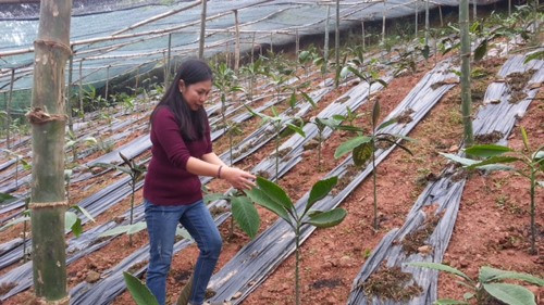Herbal plant preservation yields large profit ảnh 1 Herbal plant preservation yields large profit ảnh 1