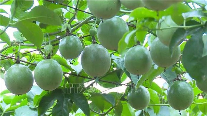 Vietnam to export passion fruits to China from July 1 ảnh 1 Vietnam to export passion fruits to China from July 1 ảnh 1