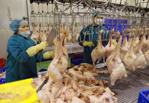 Poultry meat export signals recovery: department ảnh 1