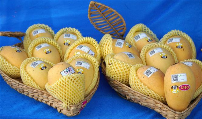Vietnam ranks third in exporting mango to RoK ảnh 1
