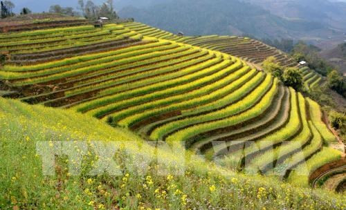Yen Bai to host Mu Cang Chai Terraced Field Festival ảnh 1