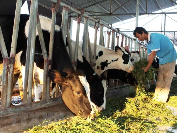 Husbandry to undergo modernisation ảnh 1