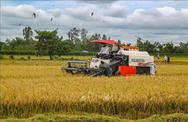 Rice sector works on 5 billion USD export target ảnh 2