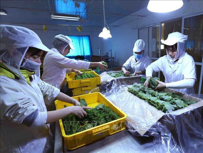 Fruit, vegetable exports see green shoots, targeting 7 billion USD ảnh 1 Fruit, vegetable exports see green shoots, targeting 7 billion USD ảnh 1