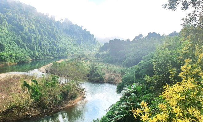 Quang Binh to plant 50,000 indigenous trees in local natural reserve ảnh 1