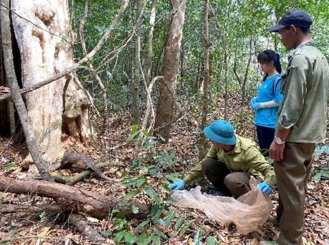 Endangered species released back to nature in southern Vietnam ảnh 1