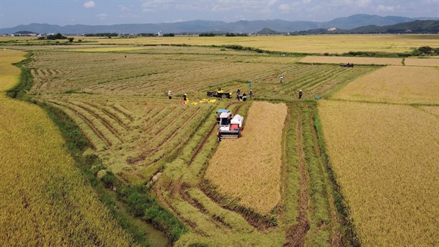 Falling rice price is only short-term, upward trend to continue: Experts ảnh 1
