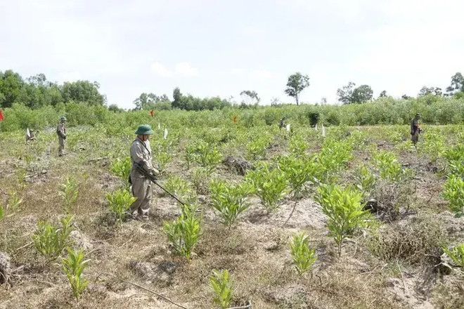 Vietnam National Mine Action Centre celebrates 10th founding anniversary ảnh 1