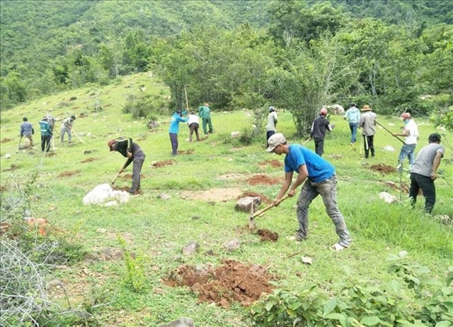 Ninh Thuan looks to forest management to develop economy ảnh 1