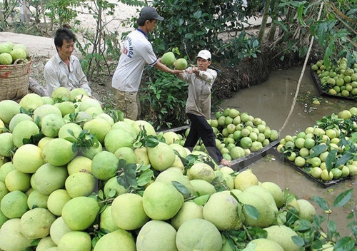 Tien Giang province posts 14.6 percent export rise ảnh 1 Tien Giang province posts 14.6 percent export rise ảnh 1