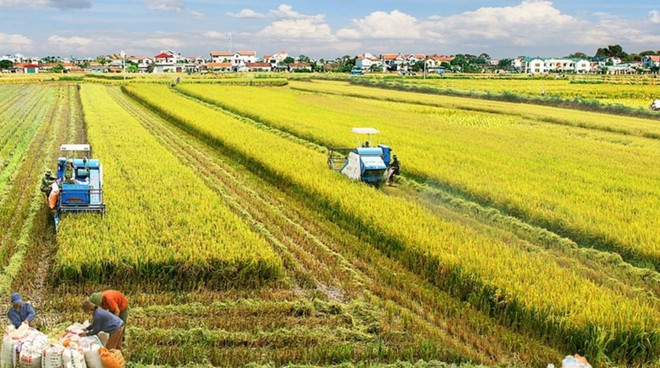 Mekong Delta rice farming to become a leading sector in agricultural production ảnh 1