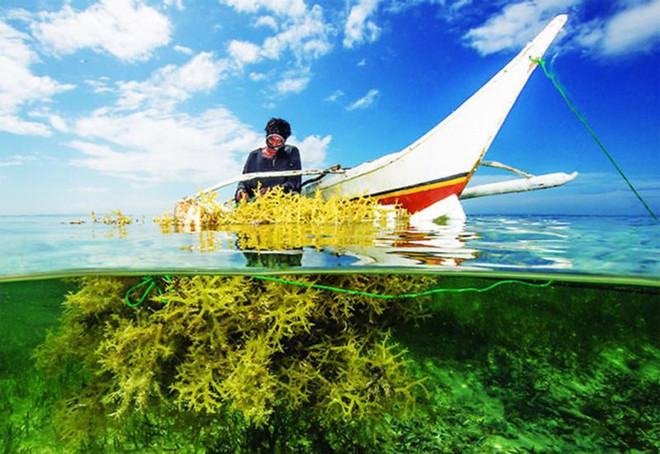 Vietnam targets 500,000 tonnes of seaweed yield by 2030 ảnh 2 Vietnam targets 500,000 tonnes of seaweed yield by 2030 ảnh 2