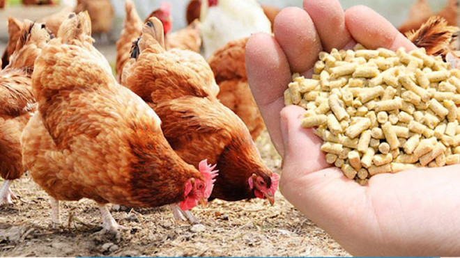  Vietnam rakes in 361 million USD from exporting poultry products ảnh 1