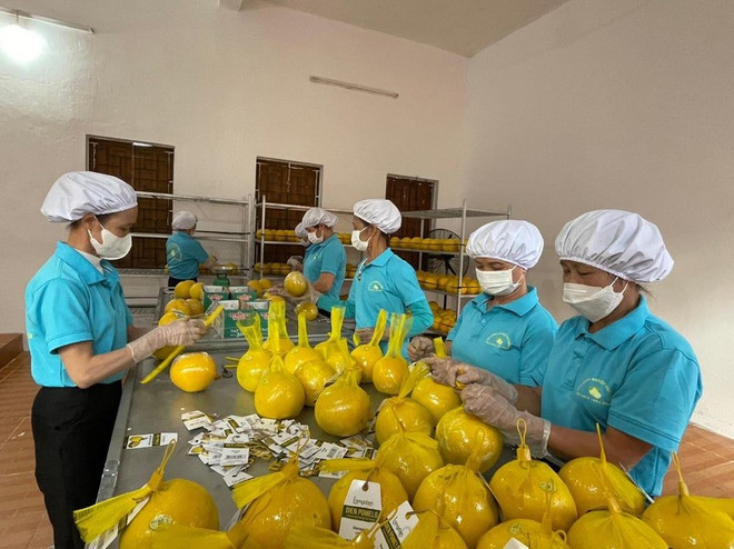 Hoa Binh exports first batch of Dien pomelo to UK ảnh 1