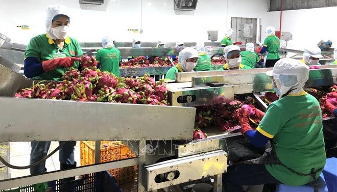 Observing sanitary, phytosanitary regulations crucial to agricultural exports: conference ảnh 1