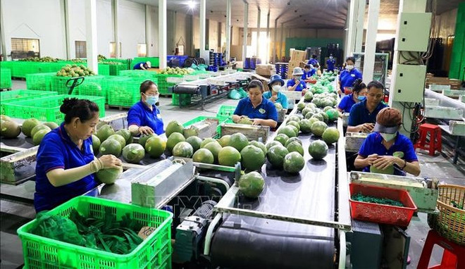 Vietnam’s vegetable export to surpass 1 bln USD by 2030 ảnh 1 Vietnam’s vegetable export to surpass 1 bln USD by 2030 ảnh 1