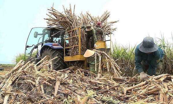 Sugar prices to surge towards the end of the year: VSSA ảnh 1