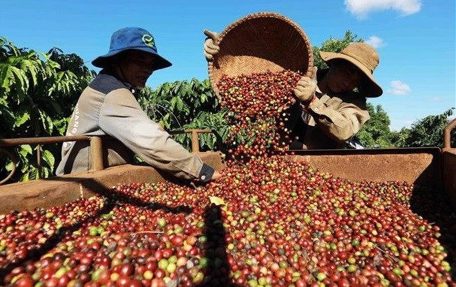 Ample room for Vietnamese coffee in Algerian market: Trade Counsellor ảnh 1