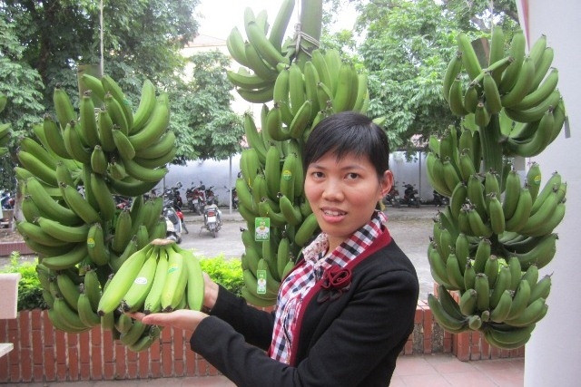 Khoai Chau banana receives collective brand recognition ảnh 1