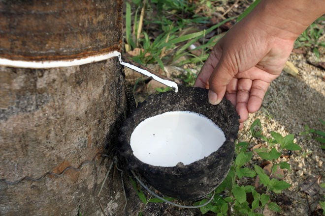 Thailand buys rubber from growers amid price slump ảnh 1