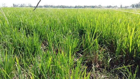 Thousands of hectares of rice face saline intrusion ảnh 1 Thousands of hectares of rice face saline intrusion ảnh 1