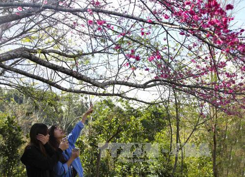 Cherry blossom festival to return to Pa Khoang, Dien Bien ảnh 1