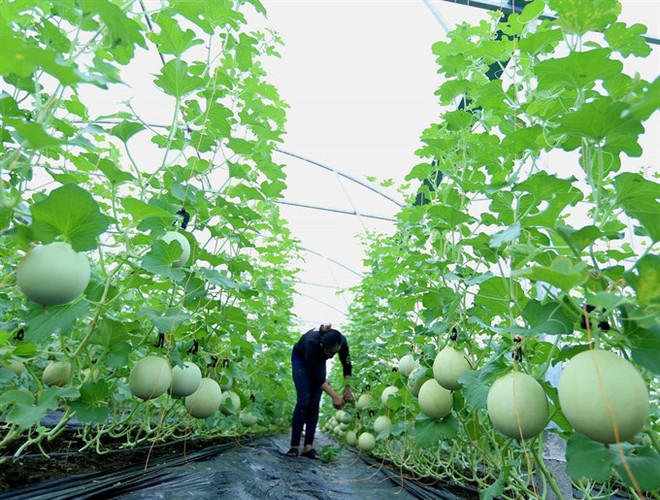 Can Tho agriculture revenues greatly outgrow yearly target ảnh 1 Can Tho agriculture revenues greatly outgrow yearly target ảnh 1