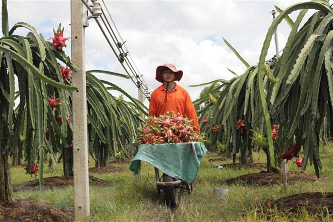 Binh Thuan: Over 30 percent of dragonfruit land under VietGap ảnh 1