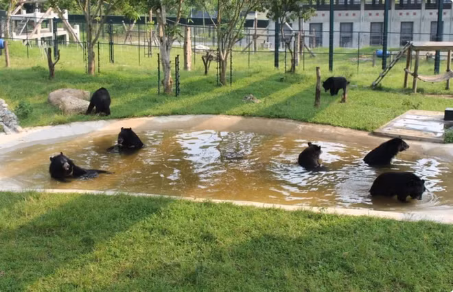 Bear Protection Programme launched at country’s top bear farming commune ảnh 1