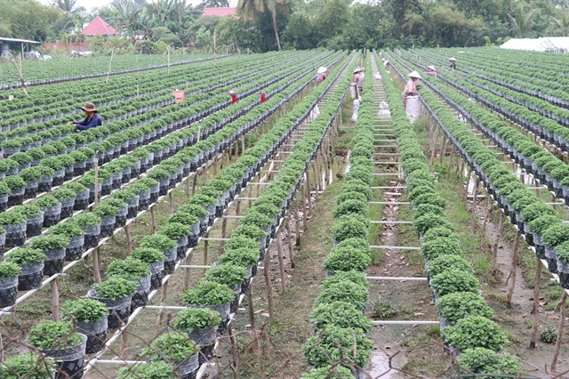 Mekong Delta farmers grow new flower varieties for Tet ảnh 1 Mekong Delta farmers grow new flower varieties for Tet ảnh 1
