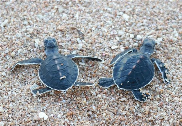 Vietnam’s two biosphere reserves nominated for UNESCO voting ảnh 1 Vietnam’s two biosphere reserves nominated for UNESCO voting ảnh 1