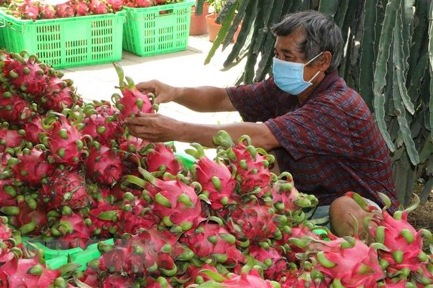 Project looks to bolster Vietnam’s dragon fruit exports to Europe ảnh 1